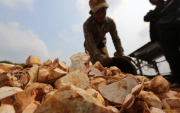 Giá rẻ kỷ lục, một mặt hàng của Việt Nam đang được Trung Quốc "săn lùng" trong 8 tháng đầu năm, Việt Nam xuất khẩu đứng thứ 3 thế giới