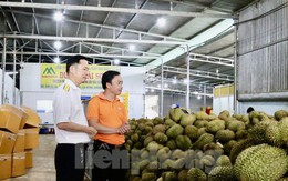 Đắk Lắk: Doanh nghiệp, cơ sở thu mua sầu riêng 'mọc' như nấm