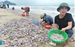 Hàng tấn sò tím dạt vào bờ biển Hà Tĩnh, người dân đổ xô nhặt "lộc trời"