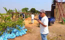 Đi săn tìm giống cây, team châu Phi mừng rơn gặp loại cây ăn trái quen thuộc ở Việt Nam