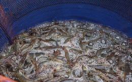 Giá nhiều loại hải sản tăng cao, hút hàng