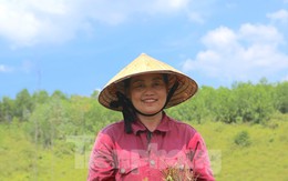 Nông dân Hà Tĩnh kiếm bộn tiền từ cây mọc hoang trên rừng