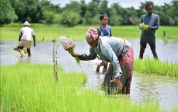 Giá gạo cao kỷ lục, Ấn Độ tăng diện tích trồng lúa