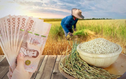 Thị trường gạo Thái Lan hỗn loạn do lệnh cấm xuất khẩu của Ấn Độ