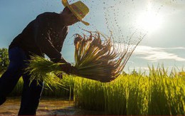 Thái Lan: Giá gạo tăng cao, nông dân đẩy mạnh trồng lúa