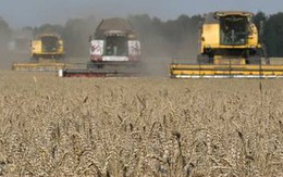 Nga thu hoạch vụ mùa bội thu, giúp giá lúa mì toàn cầu giảm