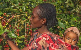 Ethiopia cấm xuất khẩu, giá cà phê thế giới có thể tăng vọt