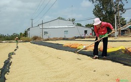Được mùa được giá, 'hạt vàng' của Việt Nam đang được một quốc gia châu Phi cực ưa chuộng, xuất khẩu tăng hơn 3.000% trong 8 tháng đầu năm