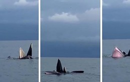 Người dân thích thú chiêm ngưỡng đàn cá voi bơi lội trên vùng biển Cô Tô