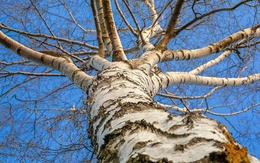 Kỳ lạ loại cây được mệnh danh vua gỗ, cứng hơn thép, đạn bắn không thủng