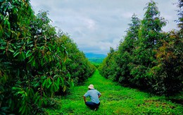 Sầu riêng "cực nóng" trên thị trường nông sản, Hoàng Anh Gia Lai đã lập công ty chuyên về sầu riêng?