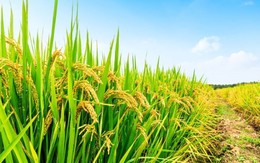 Từ gạo đến mía, cà phê, dầu cọ..., sản lượng cây trồng ở châu Á dự báo giảm do El Nino mạnh lên
