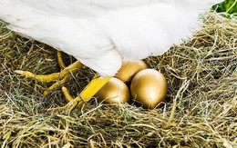 ‘Gà đẻ trứng vàng’ giúp Việt Nam kiếm gần 40 tỷ USD trong 8 tháng, cả năm ngoái thu hơn 55 tỷ USD