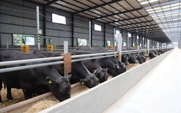 Giải mã giống bò từ Trung Quốc giá thịt một con lên tới 420 triệu đồng