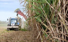 Sau gạo, thêm mặt hàng nông sản khác có nguy cơ lên cơn sốt giá khi nước xuất khẩu số 2 thế giới giảm gần 20% sản lượng do hạn hán