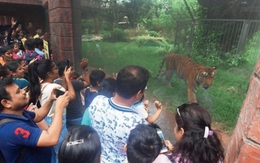 Vườn thú Ấn Độ chi 2,4 triệu USD làm chuồng sư tử, chó sói và rái cá... nhưng lại không có thú
