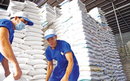 Lý do giá gạo xuất khẩu Việt Nam đột ngột giảm mạnh