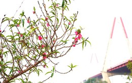 Người trồng đào Nhật Tân ngóng thời tiết, thấp thỏm lo hoa nở sớm
