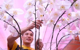 Thợ cắm hoa lan 'chạy sô' dịp Tết, thu nhập tiền triệu mỗi ngày
