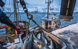 Nga chuẩn bị cấm Anh đánh bắt cá ở gần biển Barents