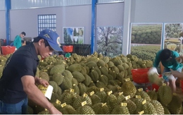 Doanh nghiệp đăng ký mã số xuất khẩu vào thị trường Trung Quốc tăng cao