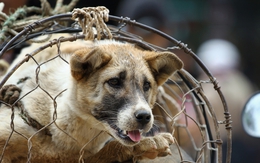Nhiều người Việt Nam mong muốn cấm buôn bán thịt chó mèo