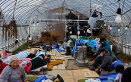 Nhật Bản kiểm soát nguy cơ bùng phát dịch bệnh tại vùng động đất