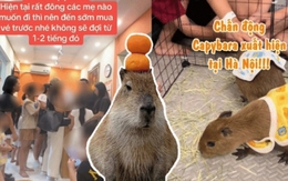 Capybara xuất hiện tại Hà Nội: Có người đi 3 lần mới được vào gặp "thần tượng", 25 phút vuốt ve quá ngắn ngủi so với số tiền bỏ ra?