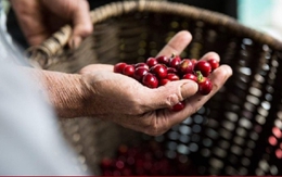 Vì sao cà phê Robusta bất ngờ rớt giá thảm hại sau chuỗi ngày tăng chưa từng có?