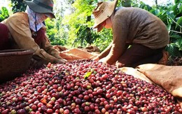 Giá cà phê tăng mạnh