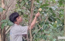 Hành trình biến loài cây dại trên rừng thành "mỏ vàng" của anh thanh niên "gàn dở"