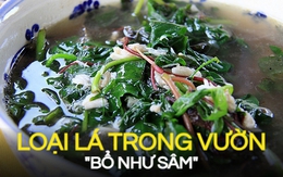 "Loại lá" tốt ngang nhân sâm nhưng lại mọc dại: Thế giới săn lùng để làm thuốc mà người Việt vẫn thờ ơ