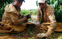 Giá cà phê ổn định, minh bạch hơn với sàn giao dịch, nhưng... cẩn trọng!