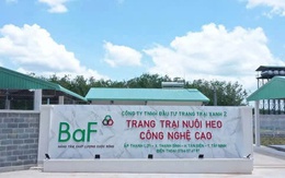 Baf Việt Nam muốn ‘thâu tóm’ thêm 1 công ty chăn nuôi