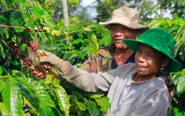 Cà phê giá cao, nông dân phấn khởi, doanh nghiệp áp lực