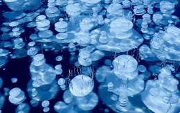 Bí ẩn về những bong bóng 'đông lạnh' tại hồ Abraham