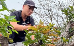 Hốt bạc với nghề tạo dáng cây cảnh bonsai