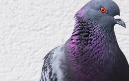 Ấn Độ trả tự do cho chim bồ câu sau 8 tháng giam giữ vì tình nghi là “gián điệp”
