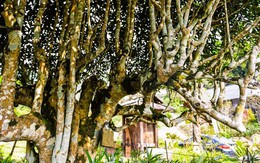Ngắm cây chè Shan Tuyết cổ thụ 500 năm tuổi ở Yên Bái