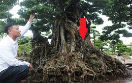 Top 3 siêu cây “dáng Rồng” đắt nhất Việt Nam: Có cây 50 tấn, giá hàng trăm tỷ đồng