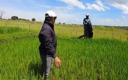 Ruộng lúa Việt Nam tại châu Phi đang xanh tốt bỗng gặp biến cố, chủ trang trại vội vàng cầu cứu