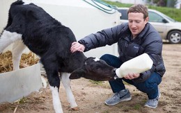 Con gái Mark Zuckerberg từng nghĩ bố mình đi chăn bò kiếm sống