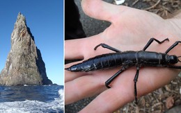 Bãi biển cao nhất thế giới, nơi sinh sống của loài côn trùng có hành vi cực kỳ bất thường