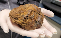 Bí ẩn xác ướp "quái thú" 30.000 năm không tan rã được tìm thấy trong mỏ vàng