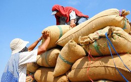 Vì sao Việt Nam cần giữ vị trí số một xuất khẩu gạo tại Philippines?