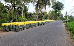 Người trồng hoa Tết ở Tiền Giang “méo mặt” vì giá thấp, dội hàng