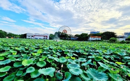 Hà Nội: Tìm người thuê 35.000m2 đất trồng sen tại Tây Hồ, giá 8.800 đồng/m2