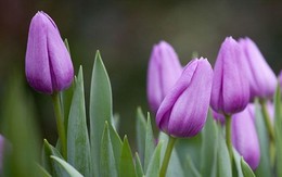 Mùa này hoa tulip rất rẻ, từ 300 nghìn/bó hàng Hà Lan chỉ còn vài chục nghìn: Làm thế này thì tươi 10 ngày