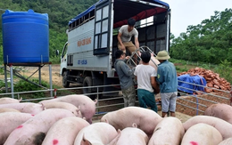 Báo cáo Thủ tướng việc gà, lợn lậu ồ ạt vào Việt Nam