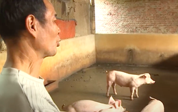 Lo Việt Nam phải nhập siêu sản phẩm chăn nuôi trong 3-5 năm tới